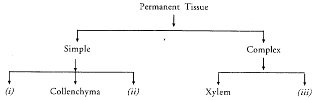 study rankers class 9 science chapter-6-3